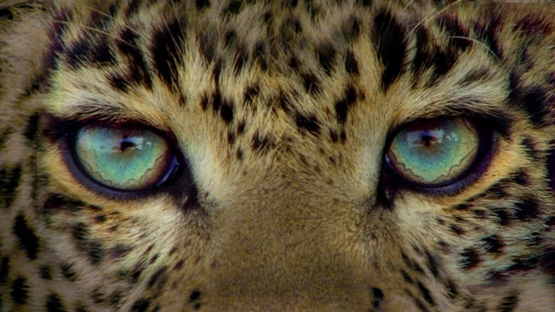 Jade Eyed Leopard (2020)