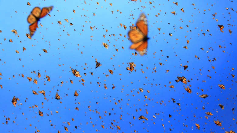 Flight Of The Butterflies (2012)