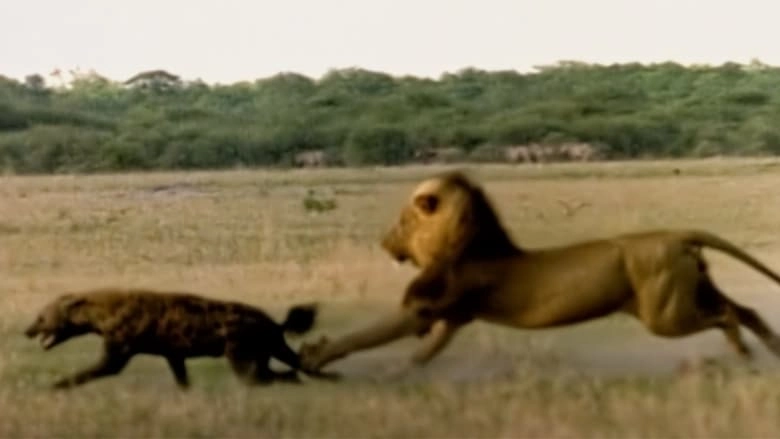 Eternal Enemies: Lions And Hyenas (1992)