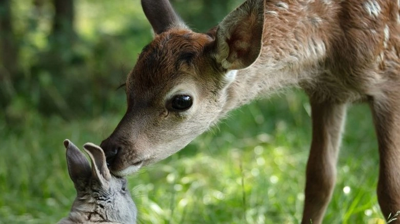 Bambi: A Tale Of Life In The Woods (2024)