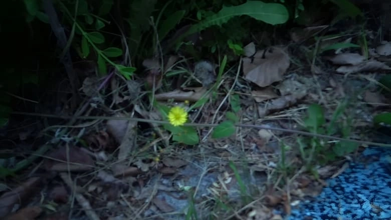 Small Flower (2023)