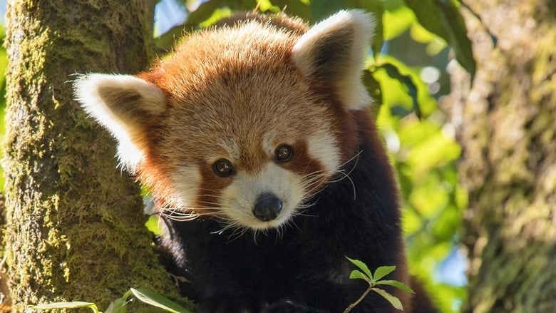 Red Panda: World's Cutest Animal (2017)