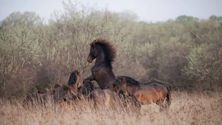 Untamed Romania (2018)