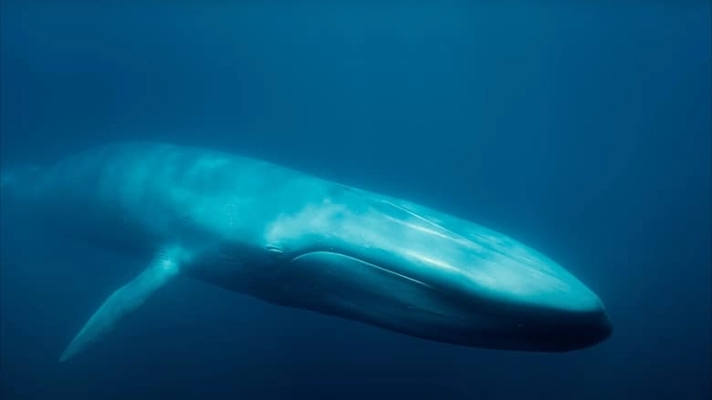 Blue Whales: Return Of The Giants (2023)