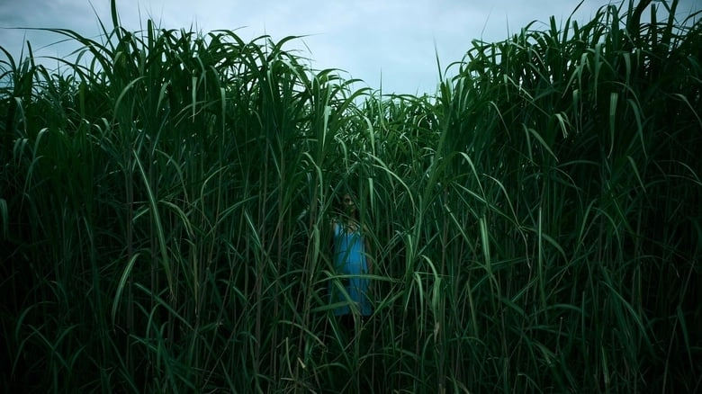 In The Tall Grass (2019)