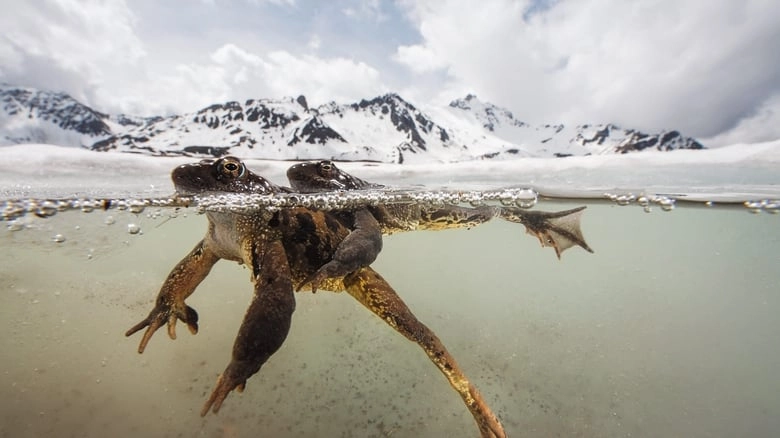 The Sanctuary: Survival Stories Of The Alps (2019)