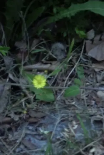 Small Flower (2023)