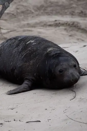 Beach Lumps Forever (2023)