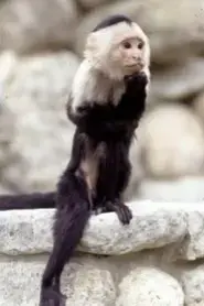 Binx the Monkey