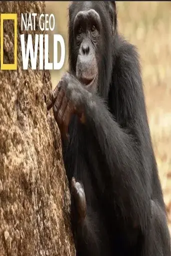 chimp-school-2017