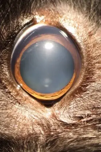 ellie-s-eye-2020