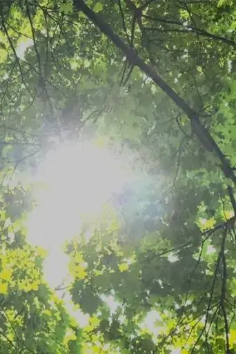 dreams-of-sunlight-through-trees-2024