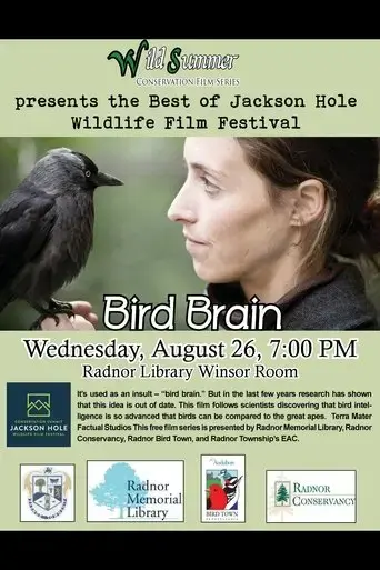 bird-brain-2012