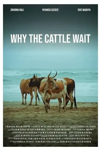why-the-cattle-wait-2024