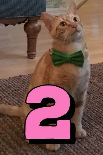 the-adventures-of-murphy-the-cat-2-2018