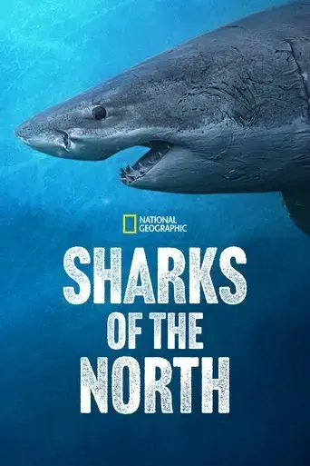 sharks-of-the-north-2025