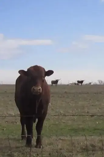 cow-four-minutes-2025